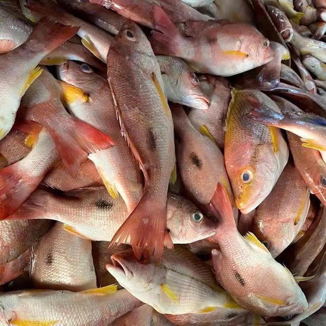 Bulk supply frozen red snapper fish export grade seafood ready for distributors and retail trade markets - Image 1