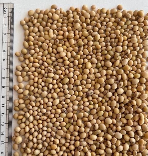 NON GMO Soybean Available for Cheap Price / Premium Quality Non-GMO Yellow SoyaBeans with High Protein/Soybean Meal 48% Protein - Image 3