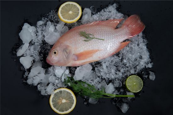 Red Tilapia - Image 1
