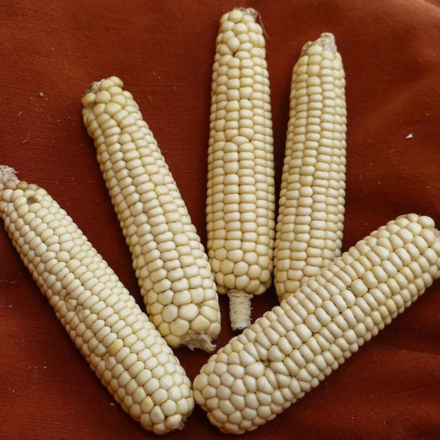 Bulk White Corn for export focused buyers requiring stable grain sourcing where White Corn remains reliable - Image 3