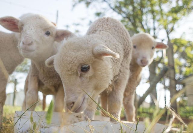 Live sheep for sale with discount price and reliable bulk supply available - Image 1