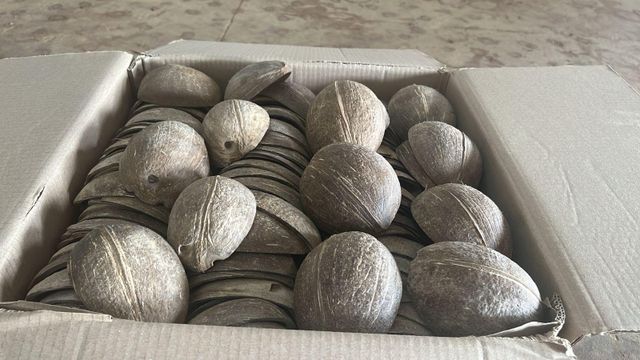 Oval Coconut Shell Ice Cream Cups/Bowls Form Other Organic No Origin India Degree of Processing Other - Image 2