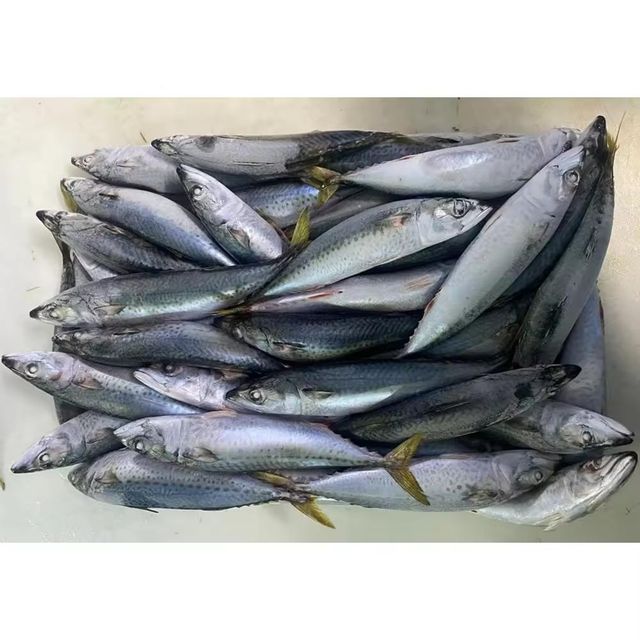 Frozen Sardine Fish High Freshness Preservation With Advanced Freezing Process For Importers And Distributors - Image 4