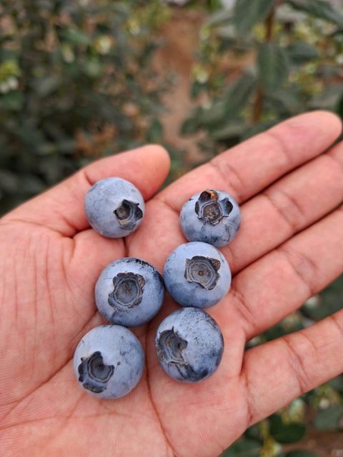 Blueberries Organic No Origin Peru 🇵🇪 Weight (kg) 1.5 Texture Firmness Quality Category 1 Flavor Excellent Flavor Degree of Processing Cold - Image 4