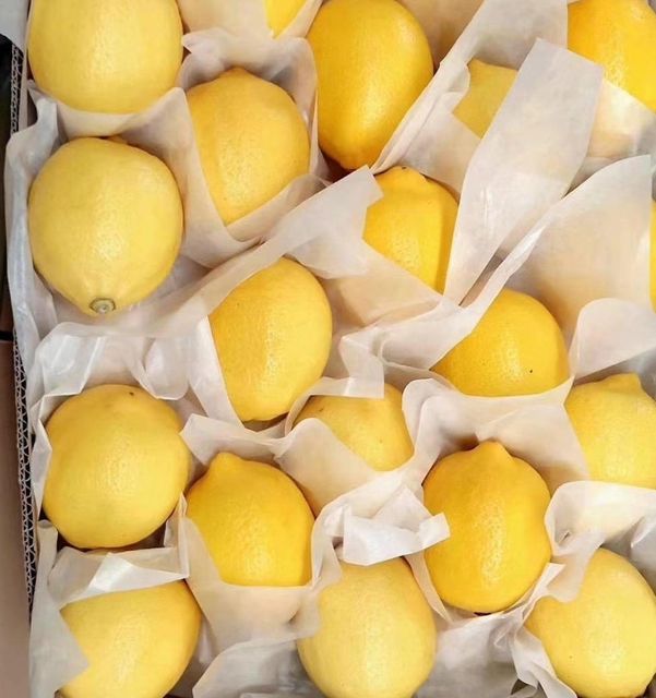 Lemon - Image 3