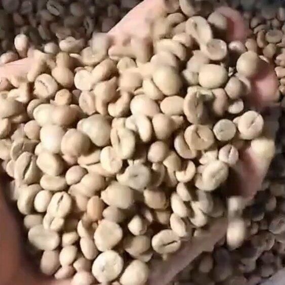 Coffee Green Bean Grade Class 1 Type Robusta and Arabica Green Coffee Beans Place of Origin Aceh, Jawa Tengah – - Image 1