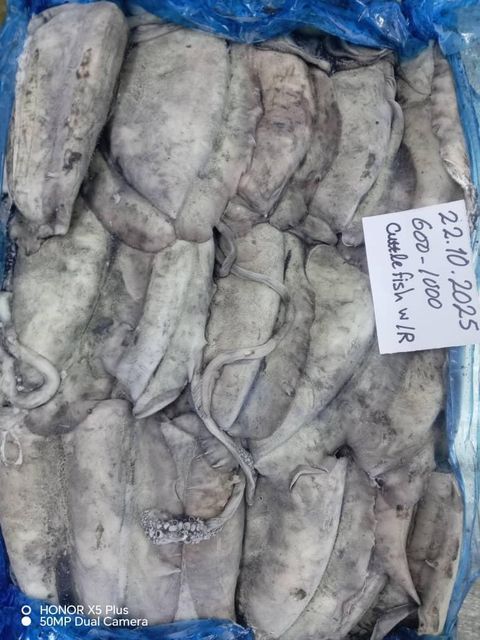 Frozen Cuttle Fish (High Quality, Yemeni) Texture Firm Flavor Superior Toxin Level Low Shipping Term Fob Total Cartons - Image 5