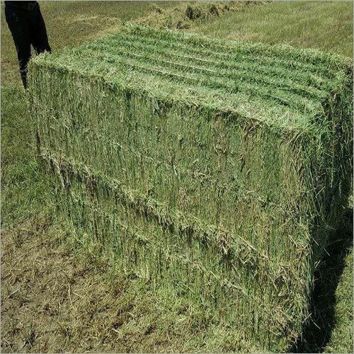 Fresh Alfalfa Hay High Grade Forage Affordable Wholesale & Bulk Supply - Image 4