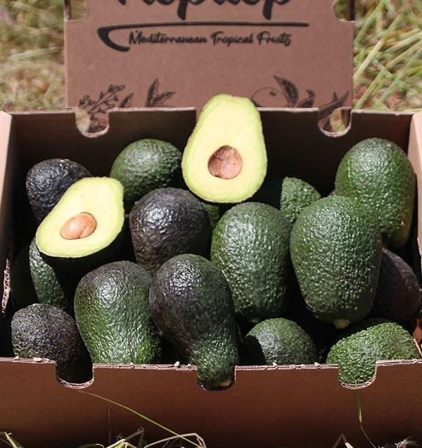 Hass Avocado - Image 1