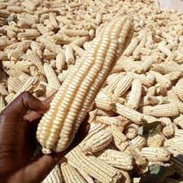 White Corn Brazil frozenchickenexports.com - Image 3