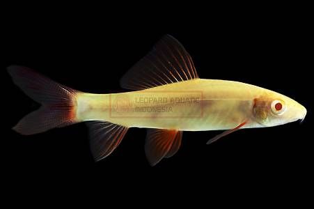 Albino Red Fin Shark - Image 1