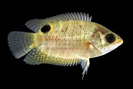 Gourami - Image 1
