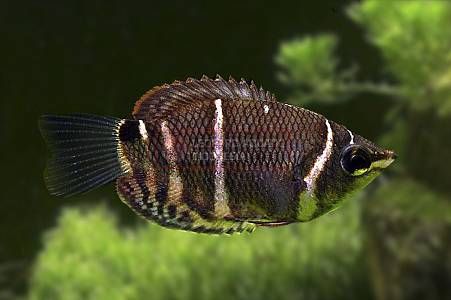 Gourami - Image 2