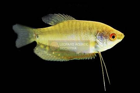Gourami - Image 3