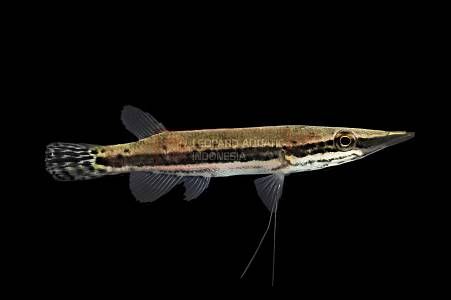 Gourami - Image 4