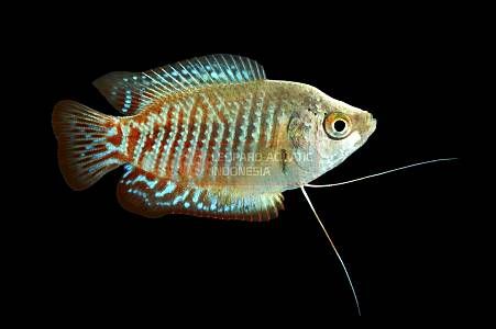 Gourami - Image 5
