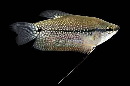Gourami - Image 6