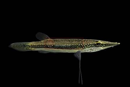 Gourami - Image 7