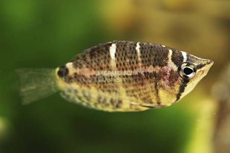 Gourami - Image 9