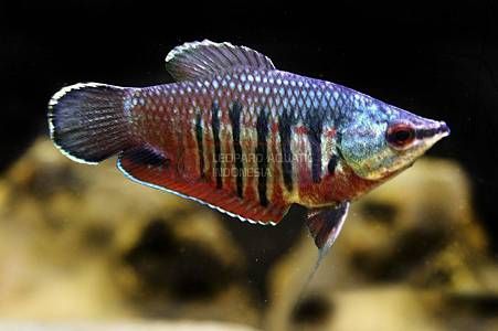 Gourami - Image 10