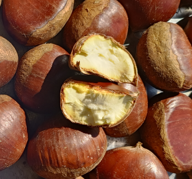Hot Sale Fresh Chinese Chestnut Grade A China Origin Wholesale Bulk For Food Processing - Image 3