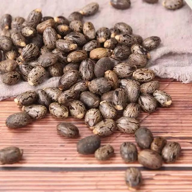 Factory Wholesale 100% Natural High Quality Indian Castor Seeds Dried Ricinus Communis Excellent Drying Process Raw Processing whatsap +255787979235 - Image 4