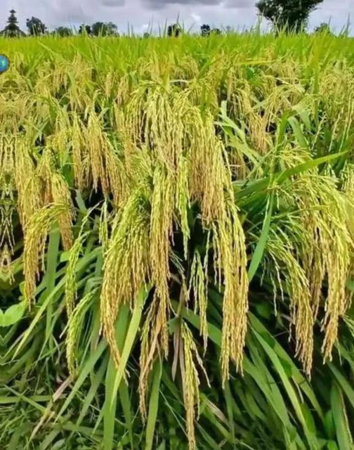 Paddy Rice Origin Indonesia Packaging Size 10 kg Features No Added Sugar - Image 1