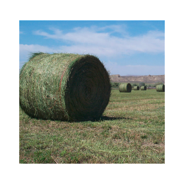 Premium Quality Rhodes Grass Hay Bulk Supply For Animal Feed Fast Delivery - Image 4