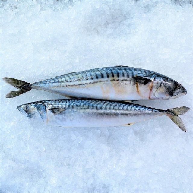 Frozen Mackerel Fish Bulk Supply Seafood Offering With Strong Flesh Structure And Premium Export Packaging - Image 4