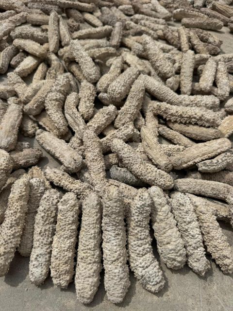 Dried Sea Cucumber - Image 4