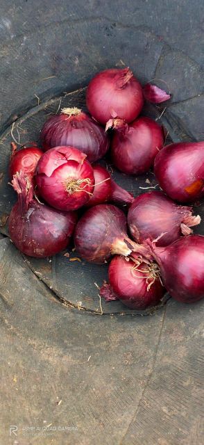 Onions - Image 4