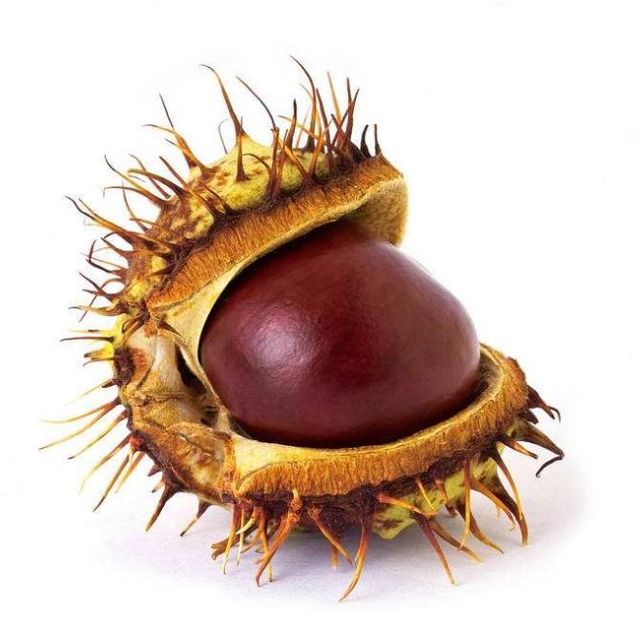 Direct Supply Chestnuts Premium Whole Nuts High Nutrition Fresh Sweet Taste Ideal For Bulk Buyers And Distribution Chains Buy Now Fast Delivery Premium Quality Wholesale - Image 3