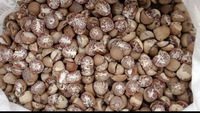 Berel nut/areca nut - Image 3