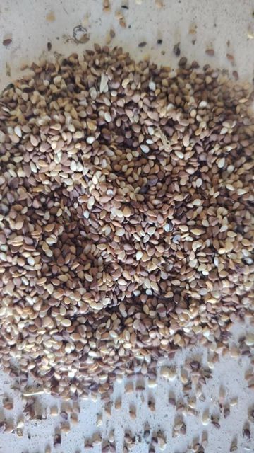 Natural brown Sesame seed - Image 1