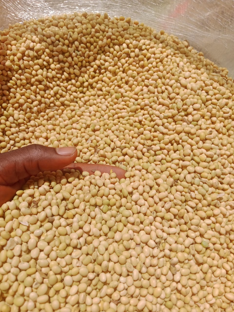 Soybean seeds Port Apapa Origin Nigeria Packaging 50kg PP bags Features GMO-Free, Organic Packaging Size > 5 kg to 10 kg - Image 2
