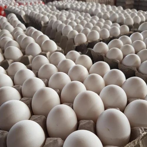Fresh Chicken Eggs - Image 3