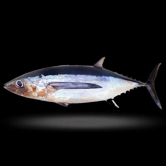 Origin Manufacturer Supply Factory Low Price Clean Frozen Seafood Product Skipjack Tuna Fish for Sale. - Image 3