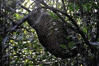 NATURAL RAW HONEY 2021 - Image 5