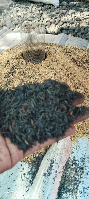 Burnt Rice Husk - Image 1