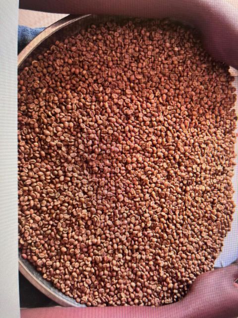 Robusta AA Green Coffee Beans (Natural, Bulk) – product photo 1, product detail gallery