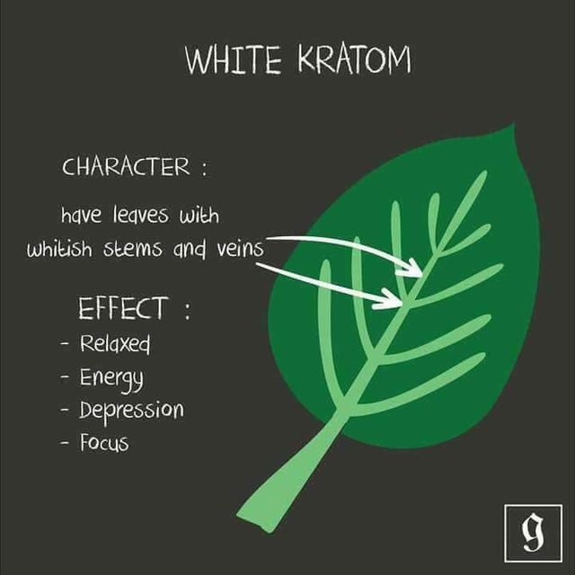 Kratom - Image 4