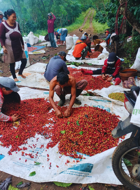 Premium Indonesian Bangelan Coffee - Organic, Traceable, Single-Origin Arabica & Robusta - Image 2