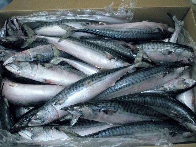 Fresh horse mackerel fish Quality Grade A And B Place of Origin kenya Size 200-300g, 300-400g Sourcing Method Sustainable Fisheries - Image 3