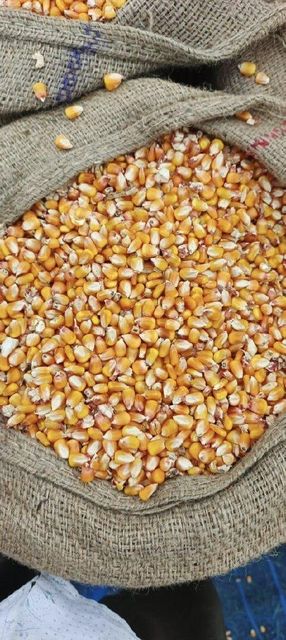 Maize Features Organic Packaging Size 50kg - Image 1
