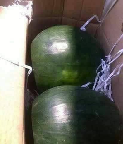 Watermelon🍉 Grade 1 Form Egypt Texture Juicy Flavor Naturally Sweet And Hydrating Packaging Package: As per client requirements - Image 2