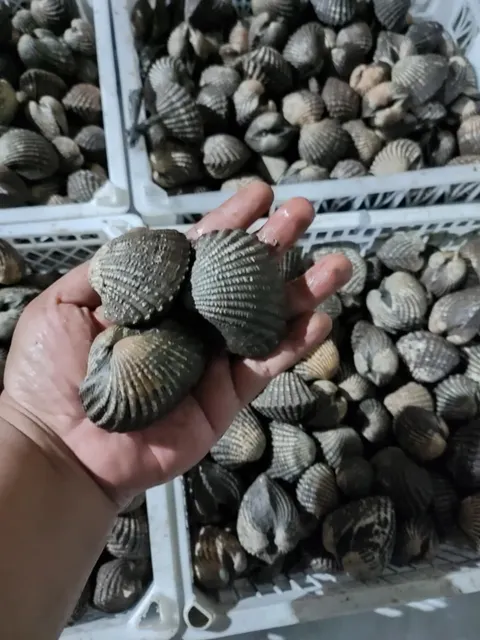 Blood Clam/ Cockle (Live and Frozen) Style Live and Frozen Packaging Thermocol Box Place of Origin Indonesia Specification 10-130 - Image 4