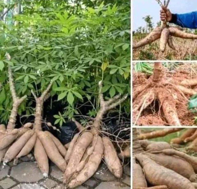 Fresh Cassava - Image 1