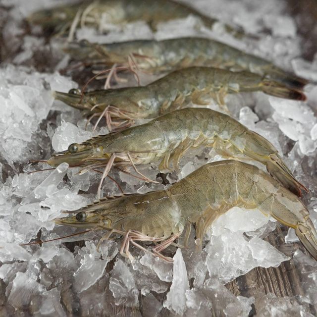 Frozen Hoso Shrimp Natural Ocean Harvest Seafood For Retail Packaging Export Distribution And Wholesale Buyers - Image 4