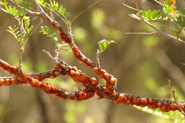 Herbs, Spices & Seasonings,forest products,silk Origin Northeast India, Kashmir Product Types Spices, Forest Products, Silk Materials, Handicrafts, Saffron, Wild Garlic, Honey - Image 9