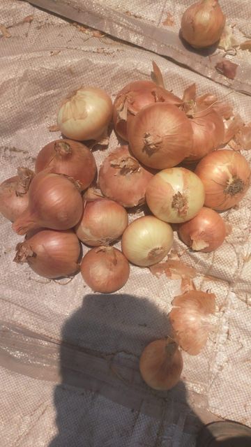 Onions - Image 2